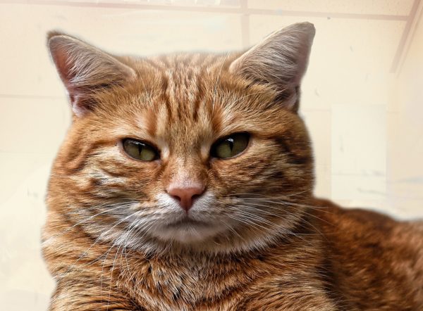 Cursus katten schilderen